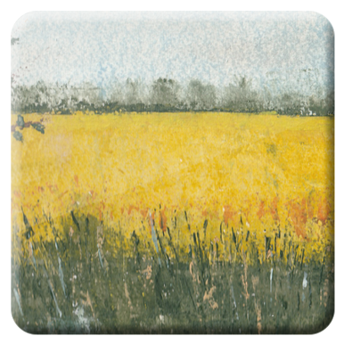 © Gerry Jöris  - Koolzaad 2025-1 = 23x31 - aquarel op papier (640 gr) met creditcard - 13052025